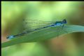 Coenagrion pulchellum